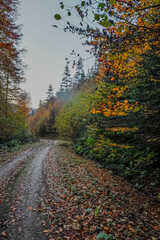 Autumn colored leaves glowing in sunlight in avenue of beech trees 