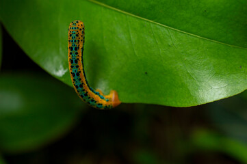 Beautiful yellow caterpillar on a leaf with some parts in focus
