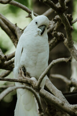white cockatoo parrot