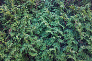 Branch of a coniferous tree. Close up photo
