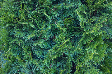 Branch of a coniferous tree. Close up photo
