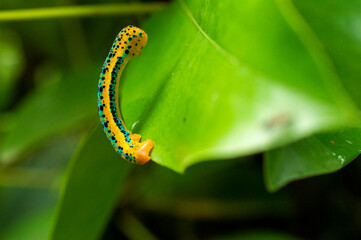 Beautiful yellow caterpillar on a leaf with some parts in focus
