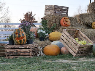 pumpkins and gourds