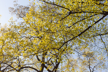 foliage in spring