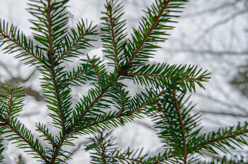 A branch of spruce in winter. Pine needles in the winter forest.