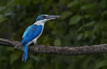 Collared Kingfisher with prey perching on tree branch , Thailand