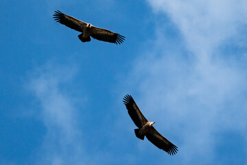 Low angle shot of two hawks flying in the sky