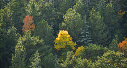 Colors of Autumn in the Forest