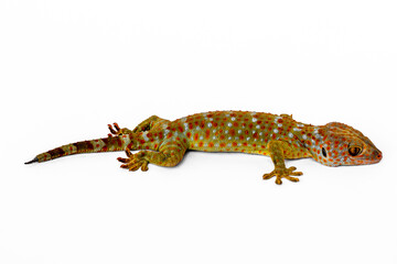 Naklejka premium A gecko seen from the side, isolated on a white background