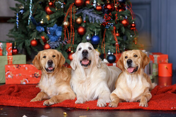 three golden retriever dogs lie near a decorated Christmas tree. Golden retriever dog merry christmas and happy new year