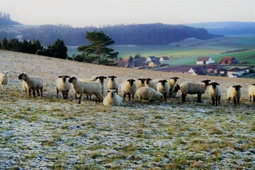 Schafherde auf Weide im Winter