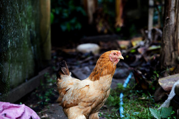 chicken hen standing and looking at camera