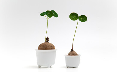 Two Stephania erecta in white plant pot, Stephania erecta Craib, Green spherical leaf tree, Ornamental plants for minimalist isolated on white background.