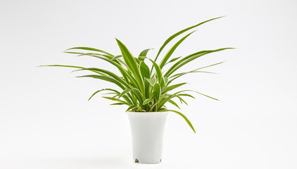 Chlorophytum comosum in white plant pot isolated on white background, house plant, minimalist.