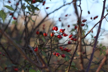 red berries in the autumn