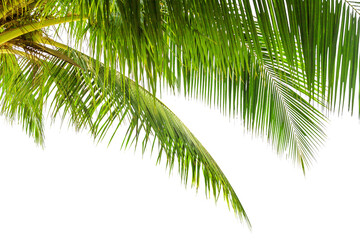 Green palm tree leaves white background isolated closeup, coconut palm leaf, palms branches, palm frond, tropical foliage decoration, exotic plant pattern, frame, border, design element, copy space