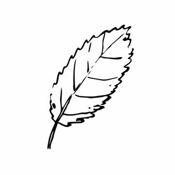 Fall sketch outline leaf. Hand-drawn line textured herb on white background. Doodle graphic plant image. Nature, gardening, forest, ecology sign. Carved ink leaf. Vector botanical summer illustration