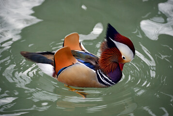 Male mandarin duck - Aix galericulata, waters of Lake Geneva, Geneva, Switzerland, Europe 