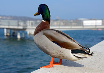 Mallard male - wild duck resting on the breakwater wall next to Mont Blanc bridge, Lake Geneva, Geneva, Switzerland, Europe