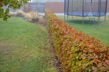 hedge of hornbeam cut into a plane in autumn when the leaves are dark brown and deciduous until...