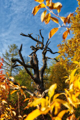Landschaftspark Degnershausen im Herbst Selketal