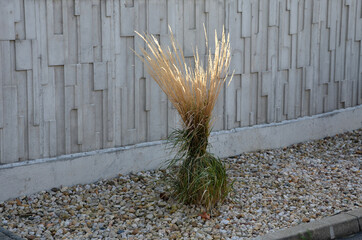 ornamental grasses tied together in a sheaf. protection against snow and rain, which harms...