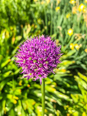 Fototapeta premium Giant onion