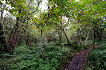 a path through an autumn forest