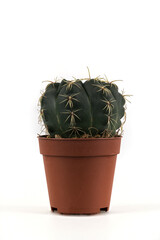 small ferocactus in plastic pot