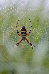 wasp spider in its web