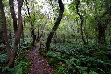 a path through an autumn forest