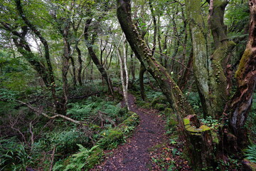 Obraz premium a path through an autumn forest