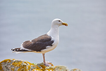 Fototapeta na wymiar seagull looking at the ocean from a rock. Saltee Island. Ireland
