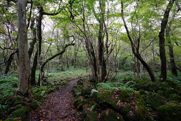 a path through an autumn forest