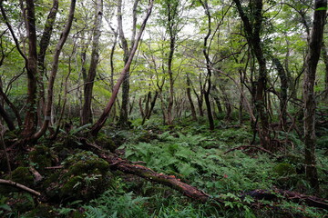 untouched primeval forest, vines and old trees