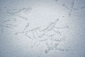 Duck footprints on snow. Wild mallard fin pattern on frozen river. Textured water crystals and fauna concept. Selective focus on the details, blurred background.