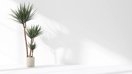 Dracaena loureiri plant in the pot set beside the wall with sun light shine in showing beautiful shadow on white empty wall. Background, mockup, backdrop, Green, houseplant decoration, Asian, Tropical