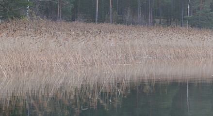 Reed beds besides a lake at Punkaharju Finland