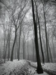 foggy woodland