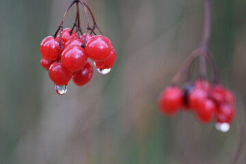 Macro image of Rowan berries within a Finnish Forest