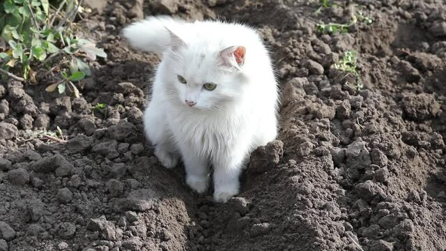 White kitten or Cat sitting pooping on the ground in back garden