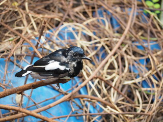 Oriental Magpie-Robin on on a branch  common bird in Southeast Asia ,Magpie Robin (Copsychus saularis)