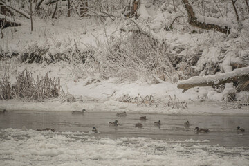 Dark January morning on a river bank. Cute wild mallards swimming in cold water of Neris, Lithuania. Selective focus on the birds, blurred background.