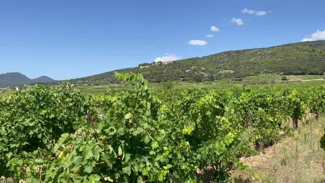 Vignobles de Limoux en Languedoc, France