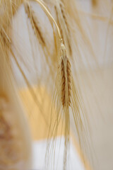 Ripe ear of wheat. Rye grain. Whole, barley, harvest wheat sprouts. Wheat grain ear or rye spike plant. Rich harvest Concept.