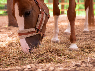 young horse in the pasture. The horse is eating hay in the paddock. Close-up of a horse's face