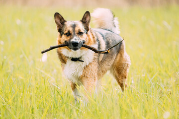 Funny mixed breed Dog Play With Wooden Stick In Park