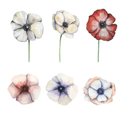 Watercolor hand drawn illustration of anemone beautiful buds petals isolated on white background.
