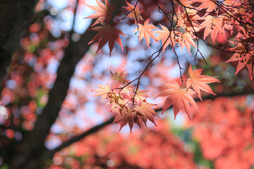 春の紅葉