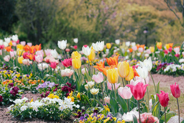 カラフルなチューリップ